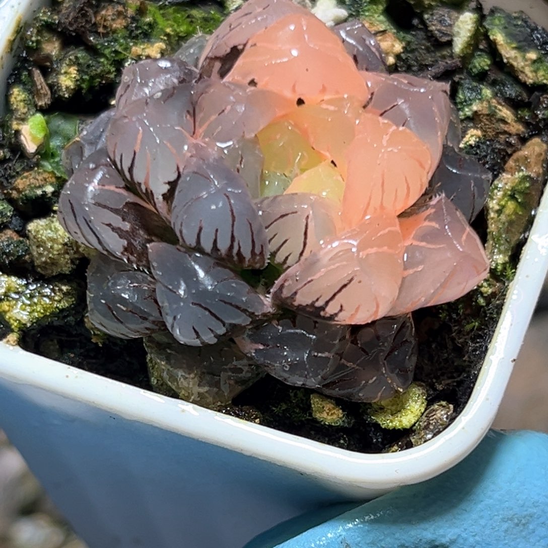 恭喜发财大吉大利461