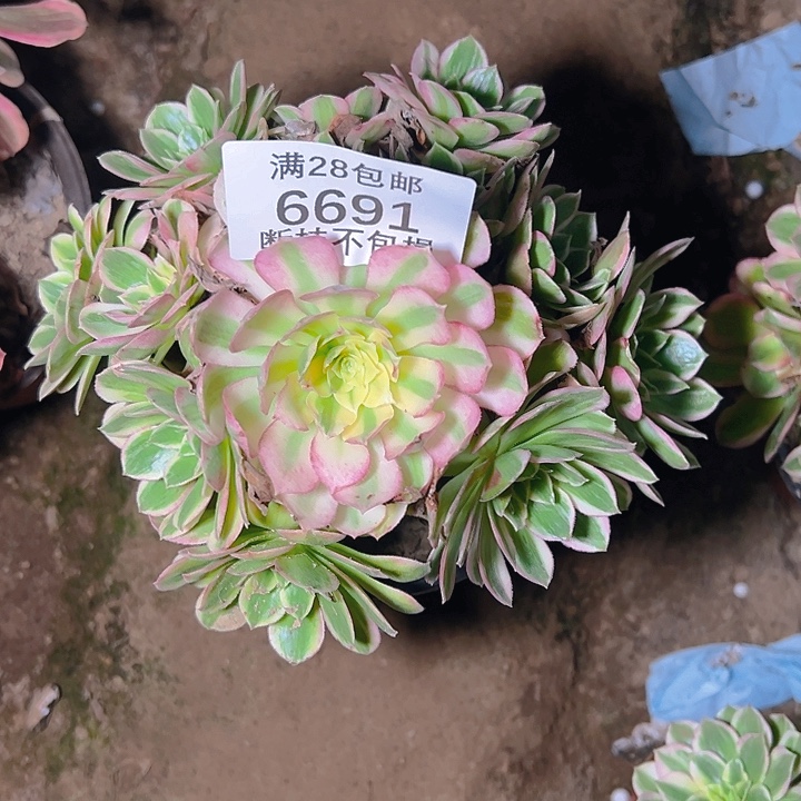 6691海仙多肉植物