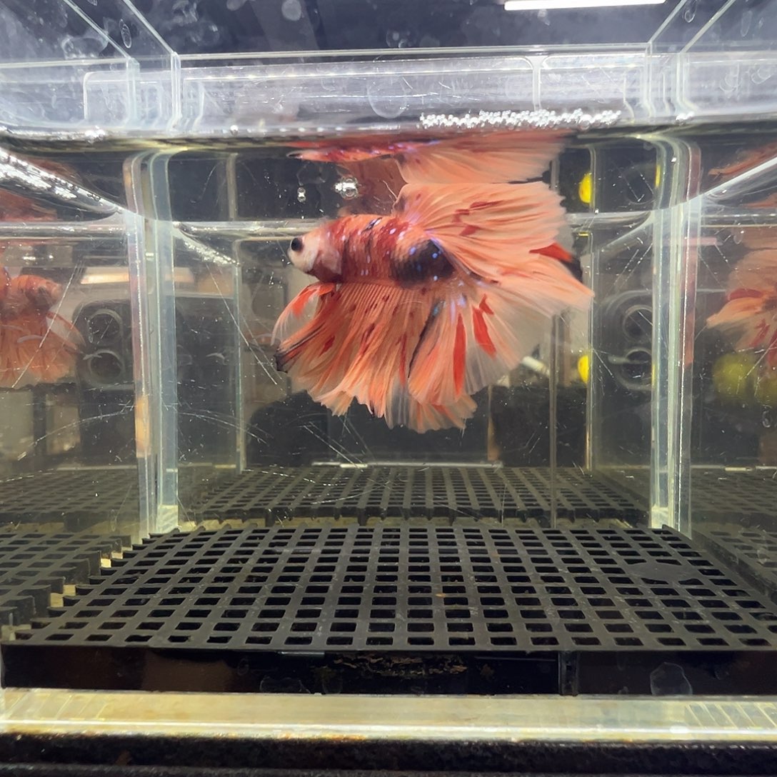 斗鱼阿浩泰斗8日25号