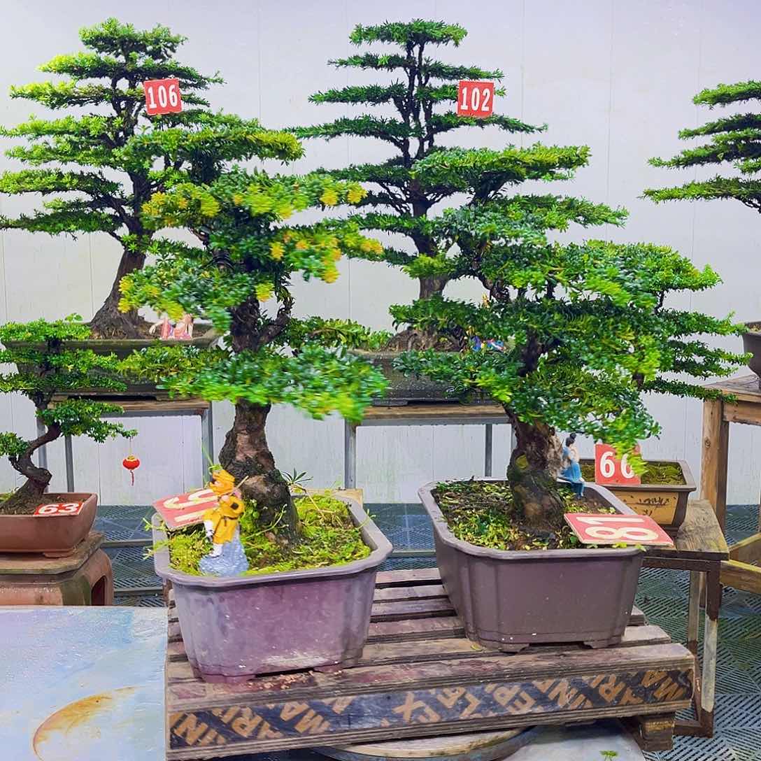 无花朵罗汉松盆景艺术作品