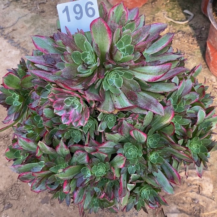 196水晶莲花法师