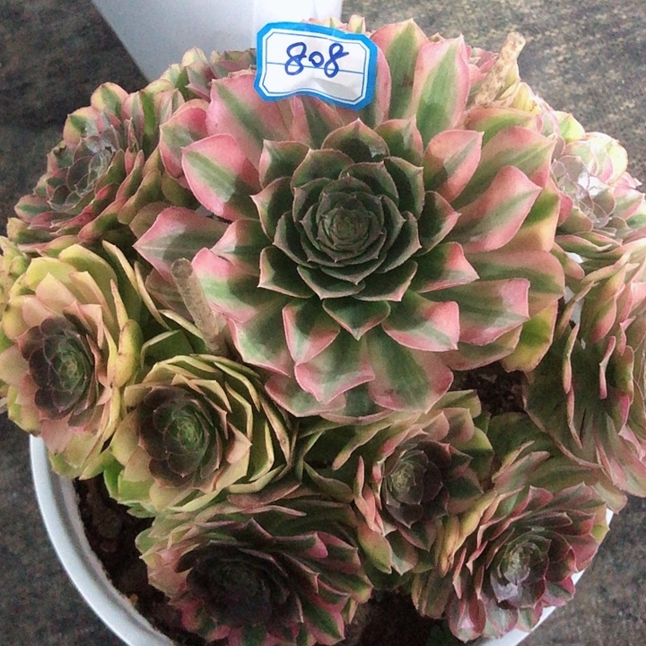 808雨荷多肉法师