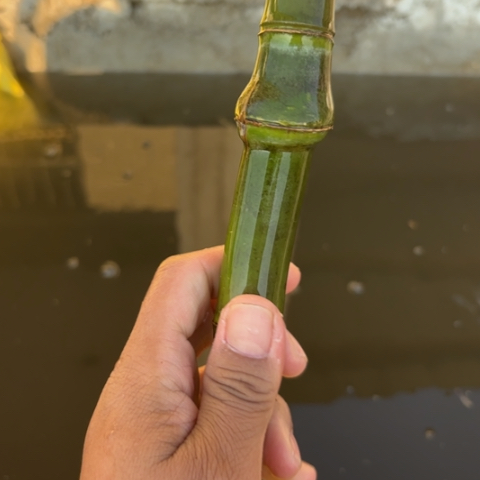 小***点实心竹竹竹竹为种植业竹竹竹