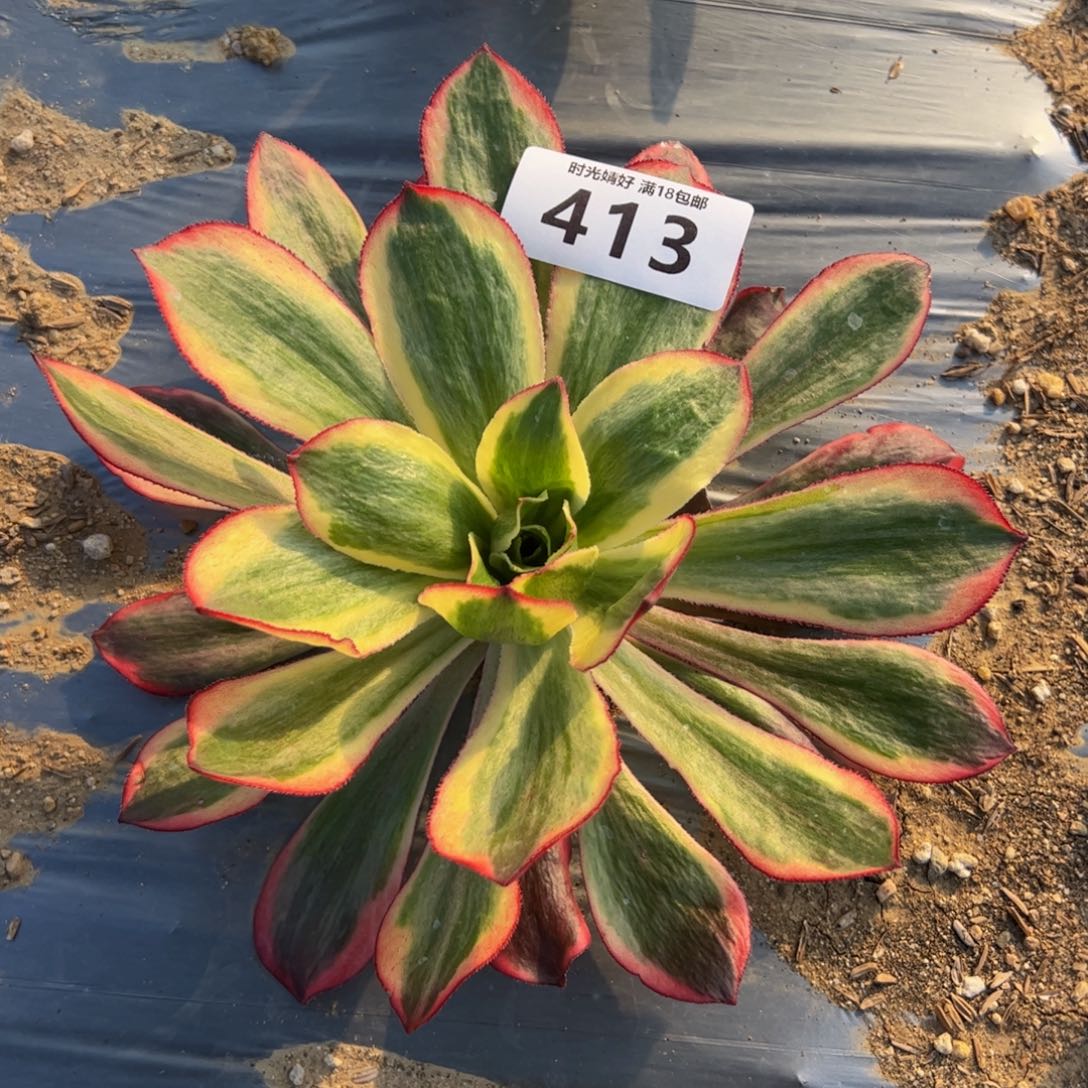 413魅影多肉植物