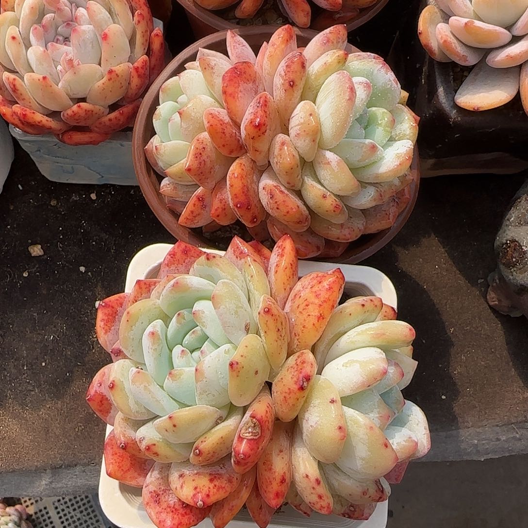 石化两颗一物一拍