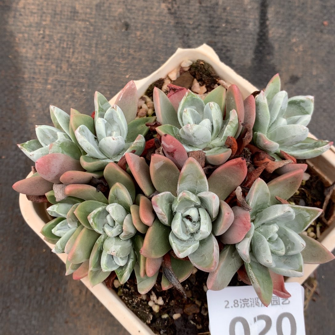 泡芙杂020多肉植物