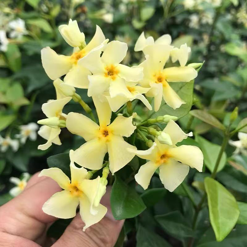 风车茉莉盆栽大苗垂丝爬藤蔓花卉耐寒阳台庭院盆栽绿植物四季开花