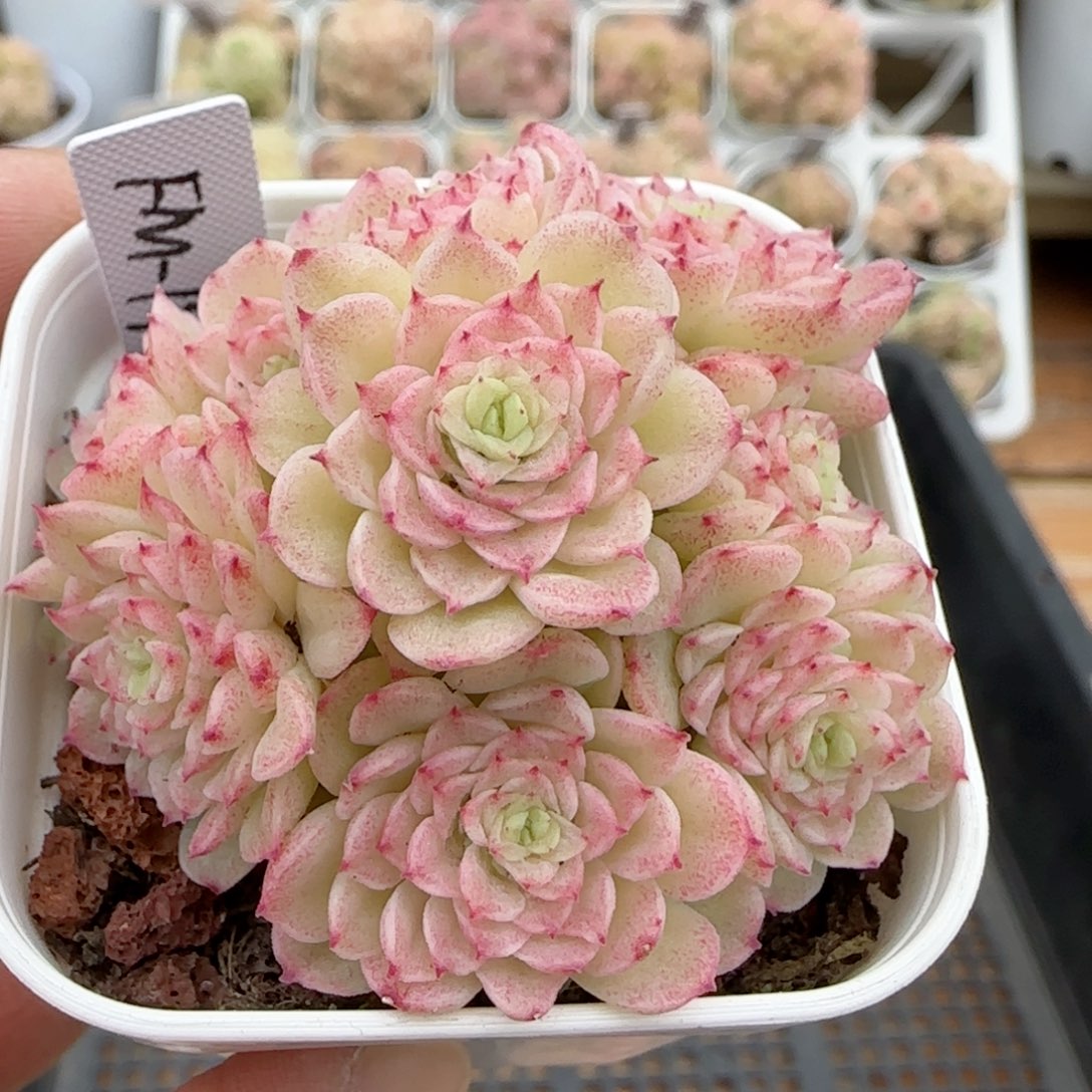 【闪购商品】0209-54（fm-190）