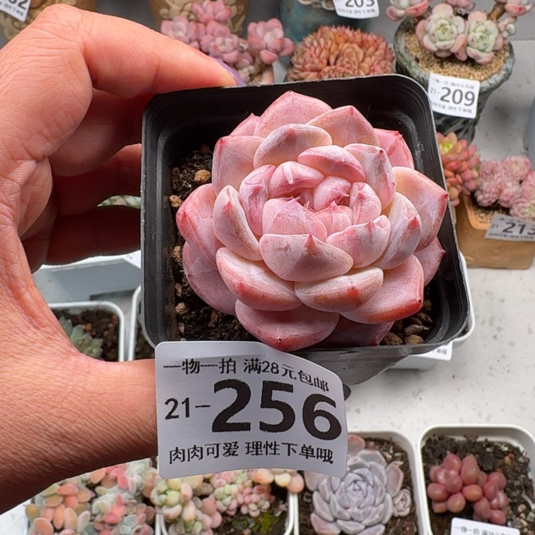 黛玉无盆土发货无盆