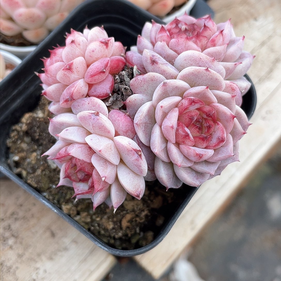 优选天鹅绒群484