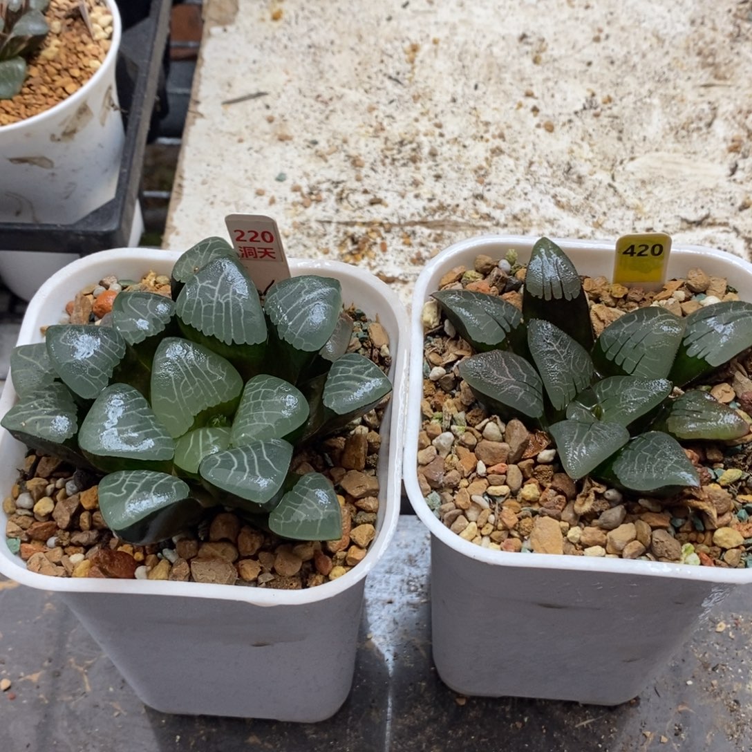 Z***3220+420两颗实生克一物一拍