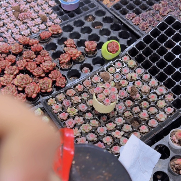 糖心穴盘十棵五个品种