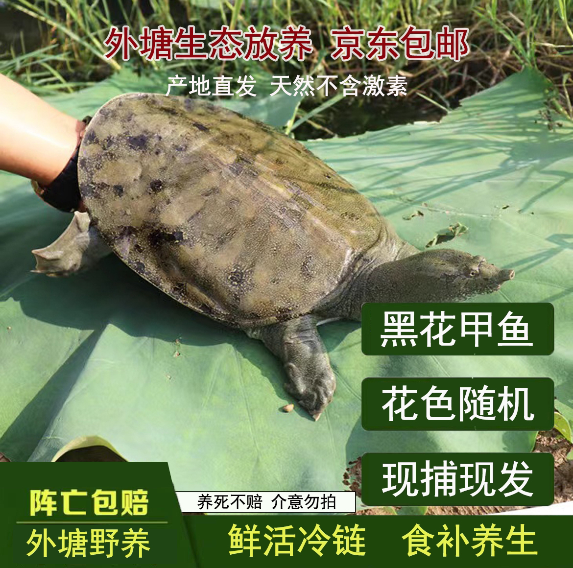 ［一物一拍］常德汉寿洞庭湖区生态甲鱼外塘黑花甲鱼团鱼公甲鱼±0.1