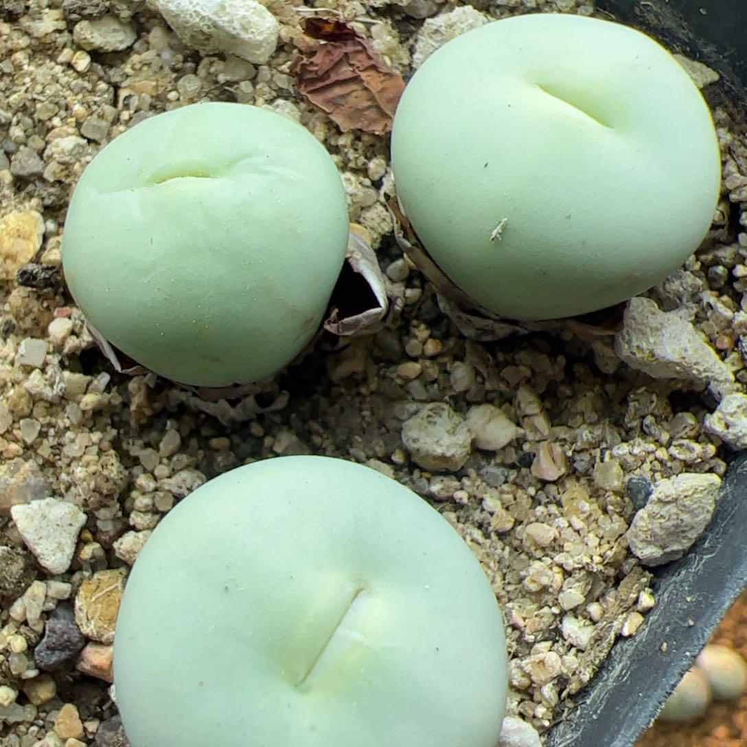 大家过年好22594