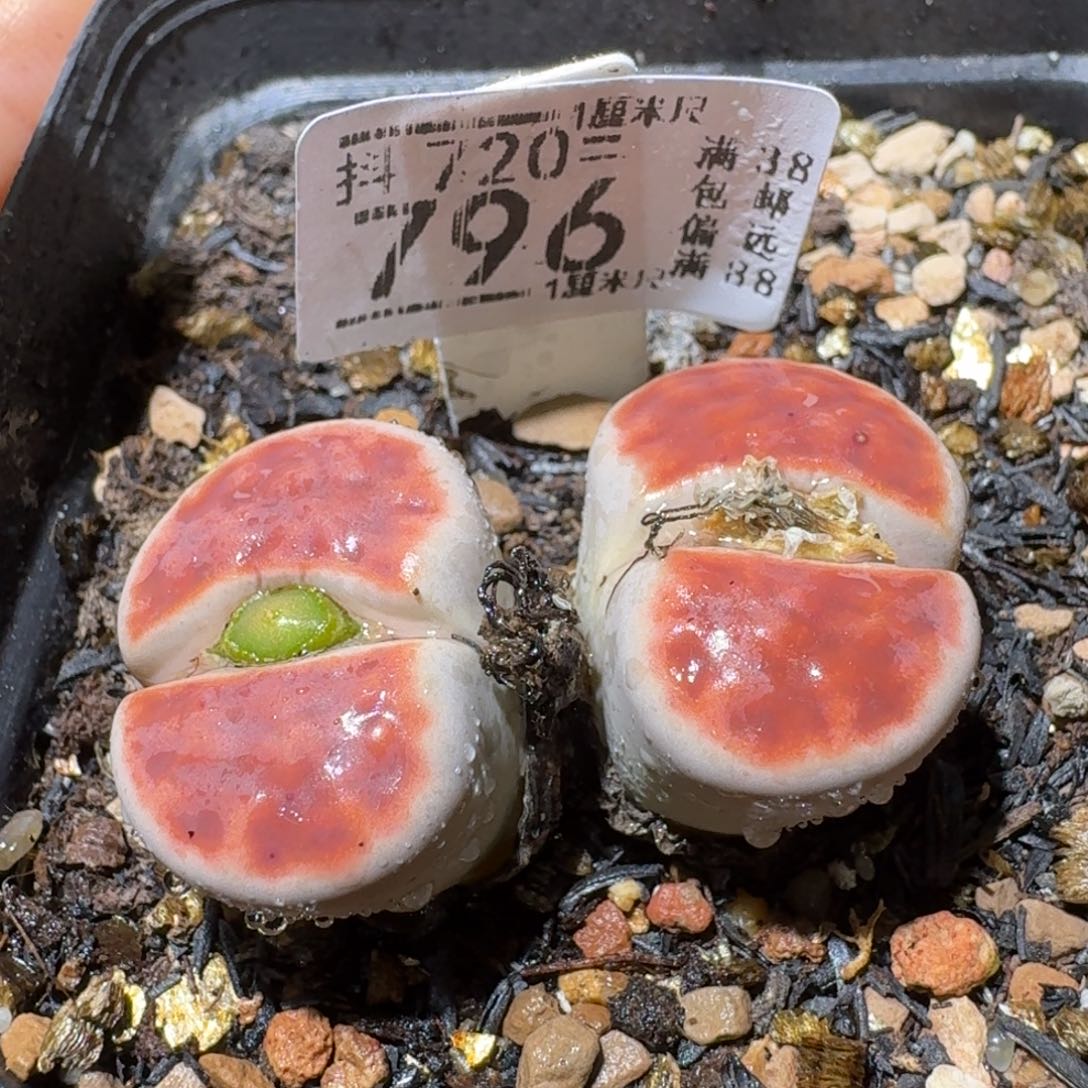 Sss生石花便宜卖了796