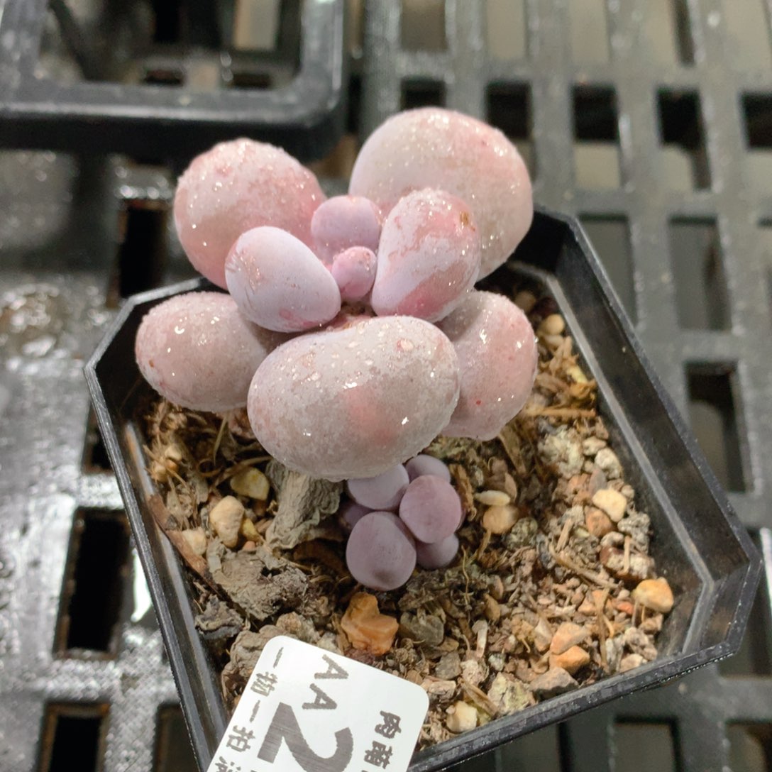 肉萌萌拇指盆精控多肉AA227