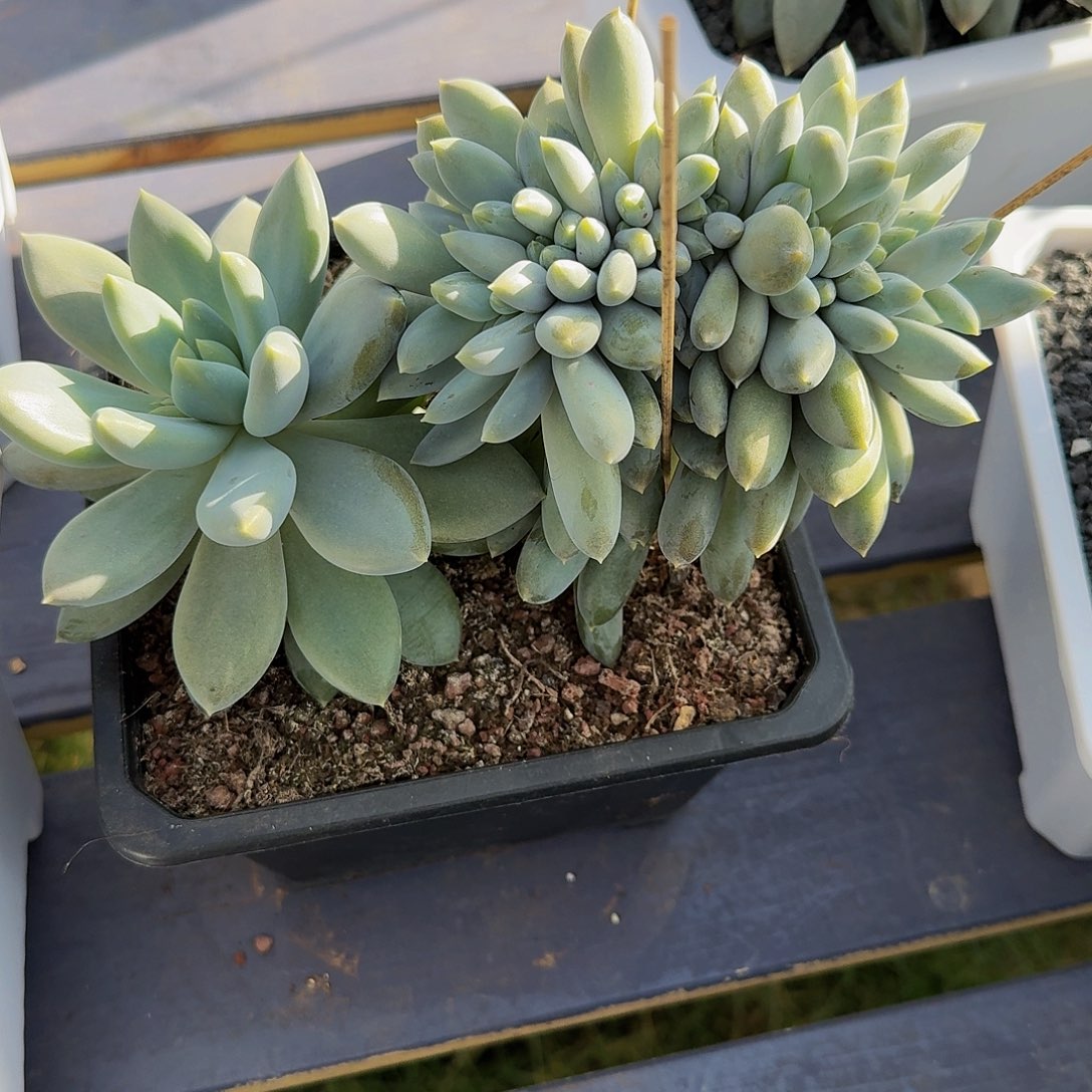 哥特萝莉缀化竞拍