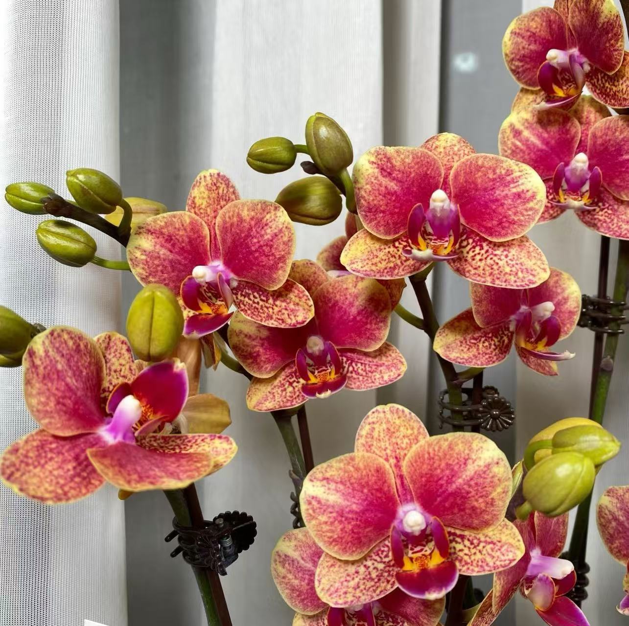 【李先生】金蝶~蝴蝶兰丝绒质感大花型根系苗情好适合