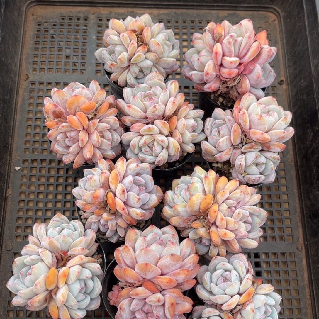 带盆发  583号新疆西藏内蒙古不包邮