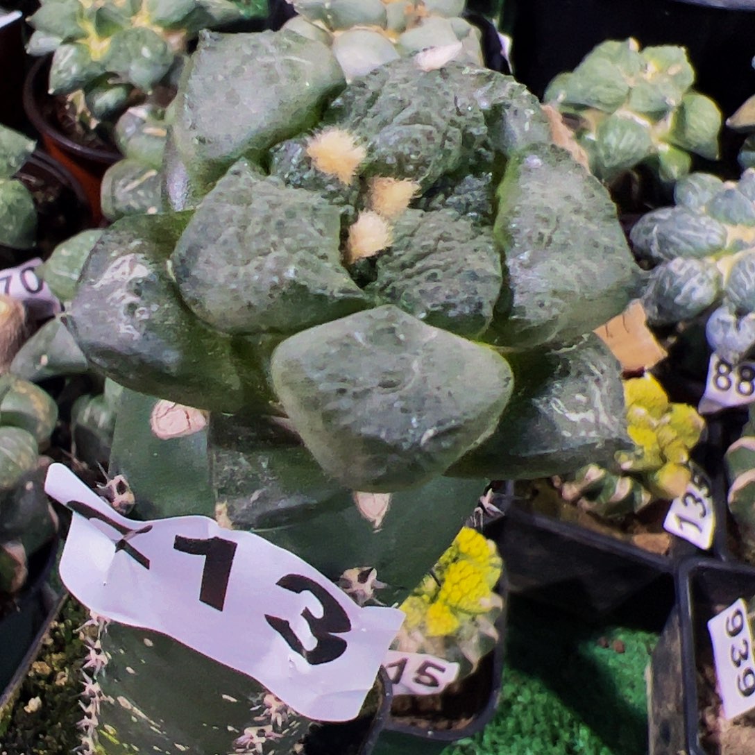 无花朵龟甲连山牡丹213