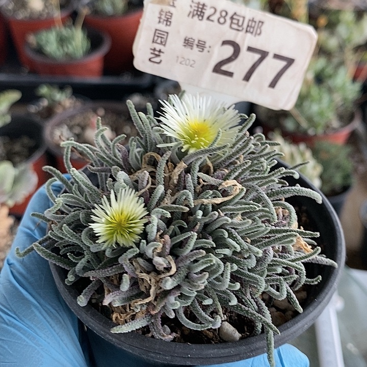 277一一一一一一一一一