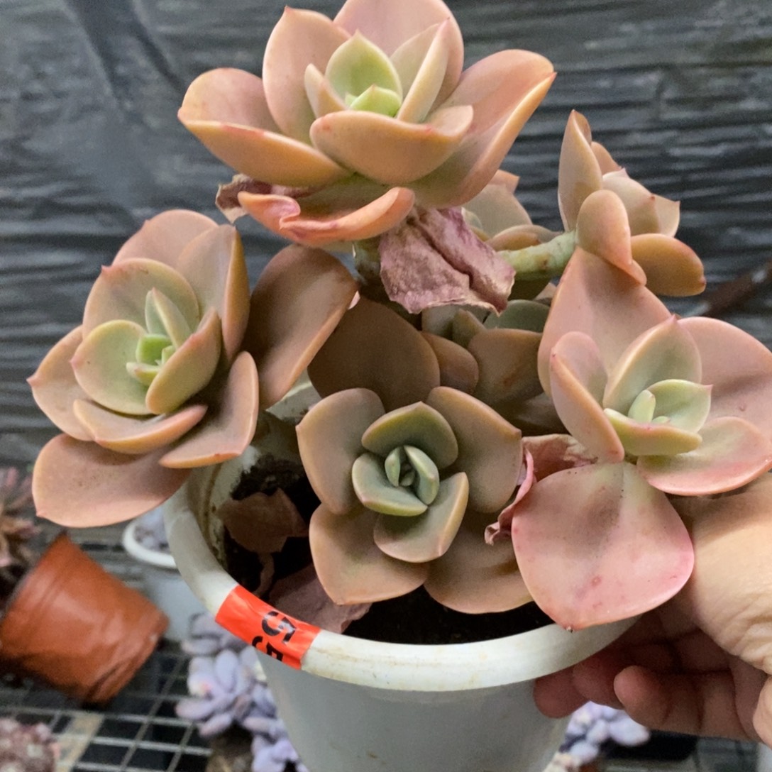 贺氏多头群生老桩，160杯