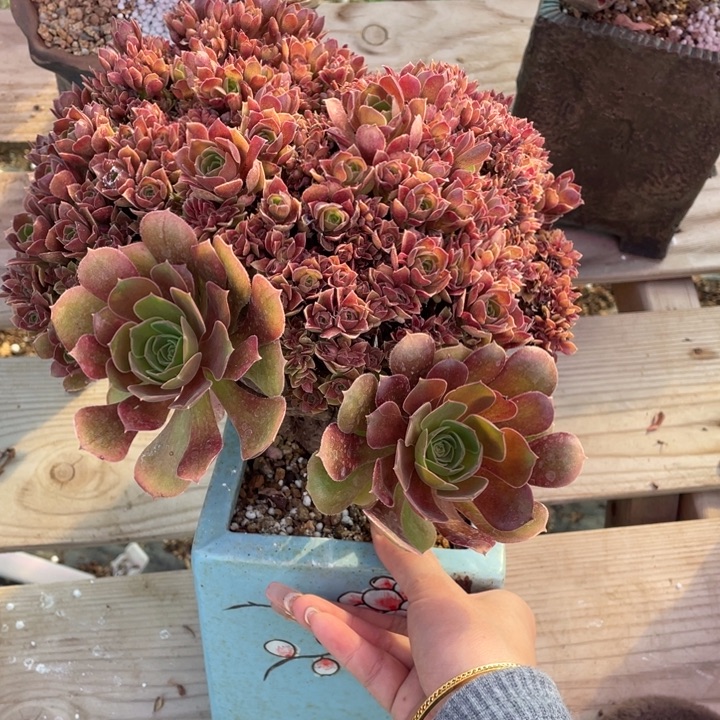 多肉的大肉都要长胖才好