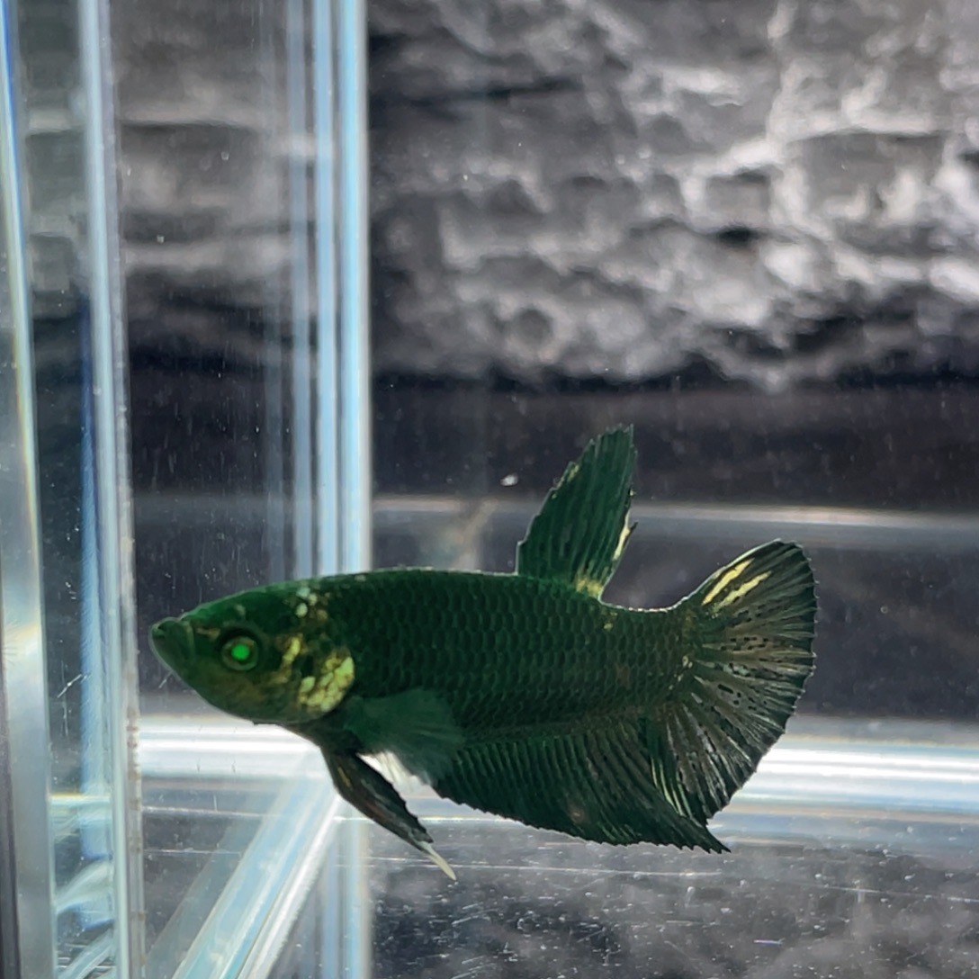 斗鱼绿金将军公鱼