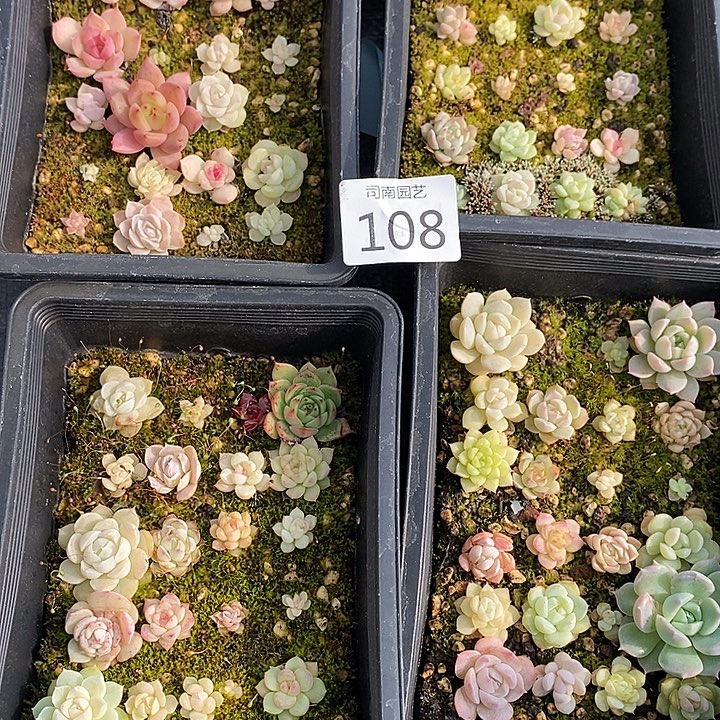 108 多肉植物盆栽花卉