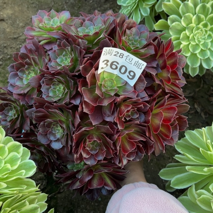 3609玫瑰多肉植物