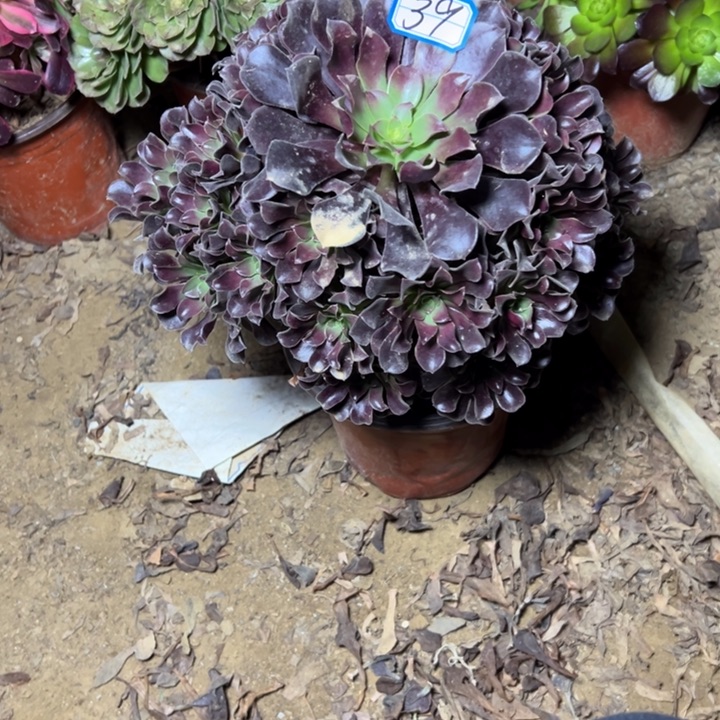 多肉植物满江红法师39