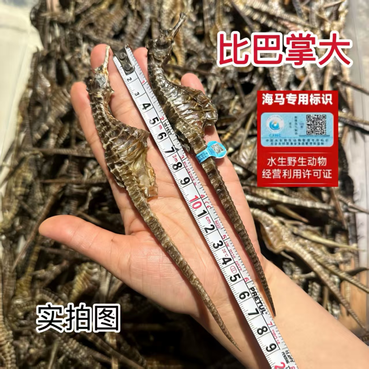 【3-4克特大马】精选生晒足干海马干货煲汤泡酒滋补佳品