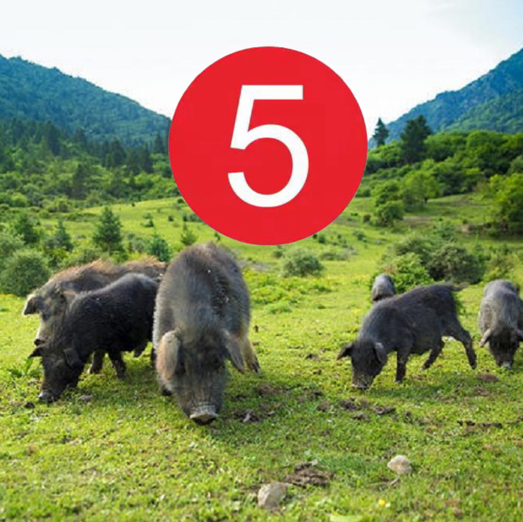 正宗纯粮散养跑山藏香猪现称现改价5号