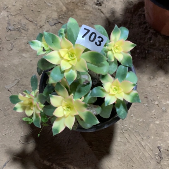 703法师多肉植物系列