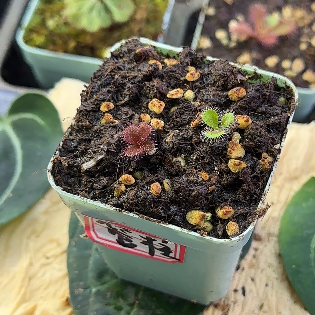 无花朵管柱球根茅