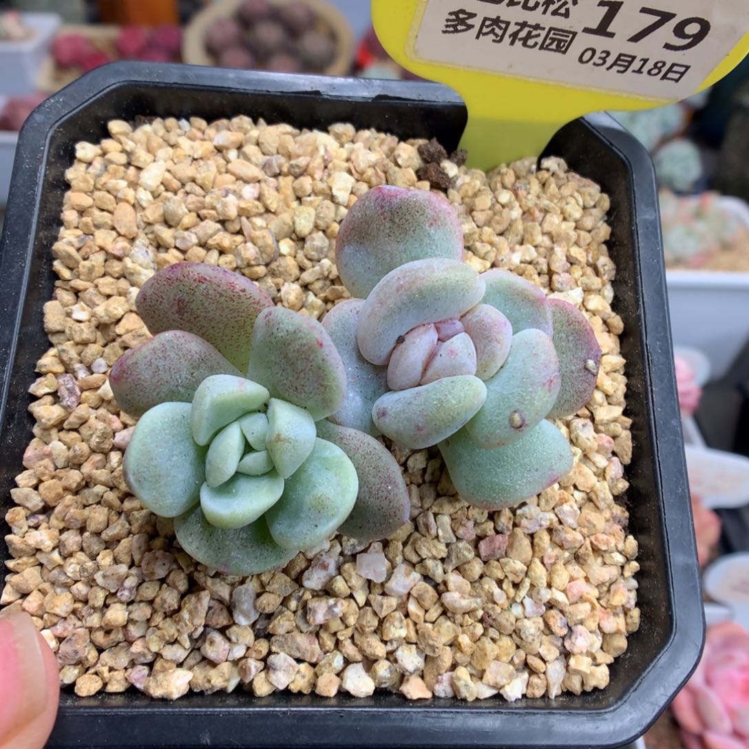 179双头冰玉石化福利