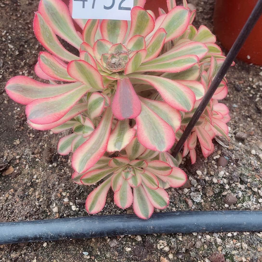 4752初恋多肉植物