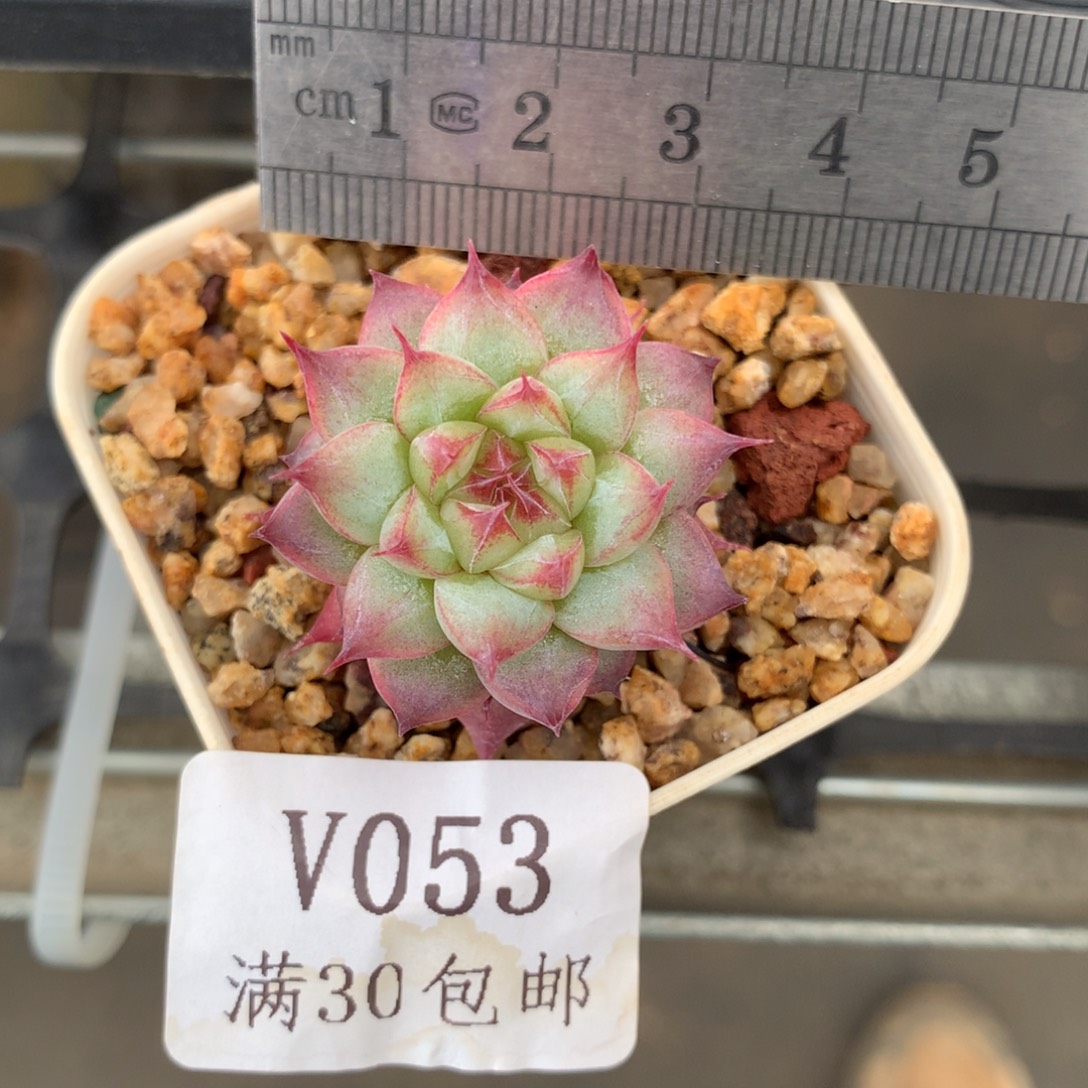 53。安娜珍妮。福利。