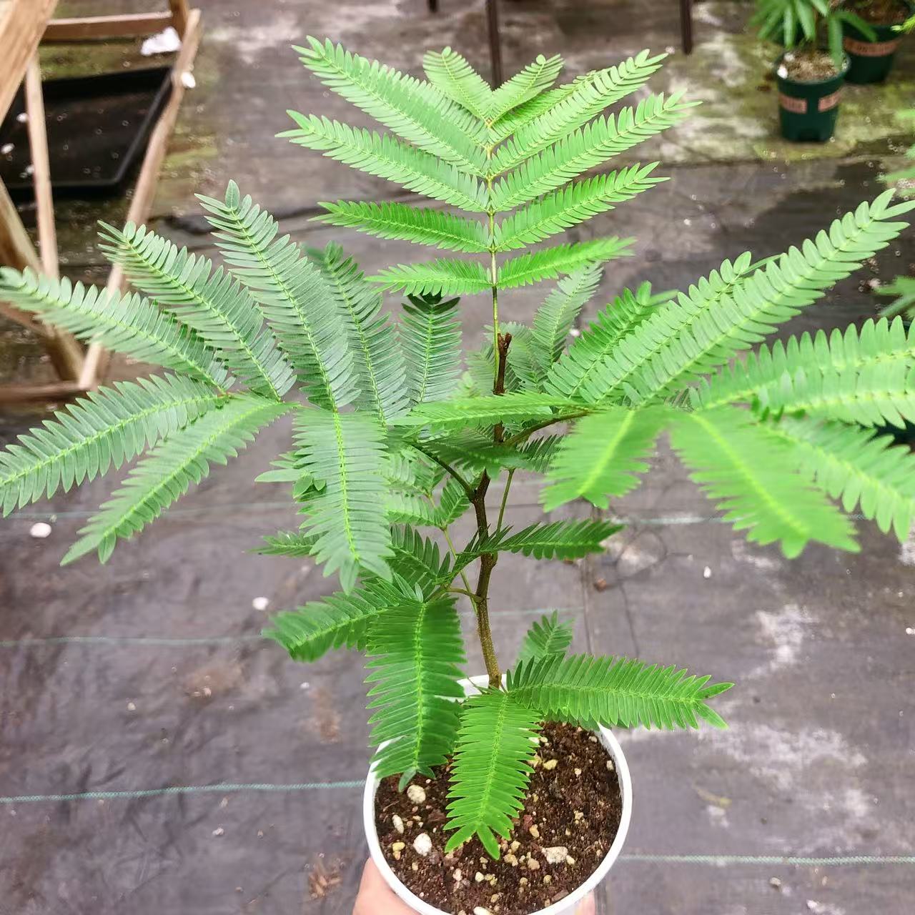 籽播密叶猴耳环青山盆 8 枝条 含盆高35公分    以直播间展示为准