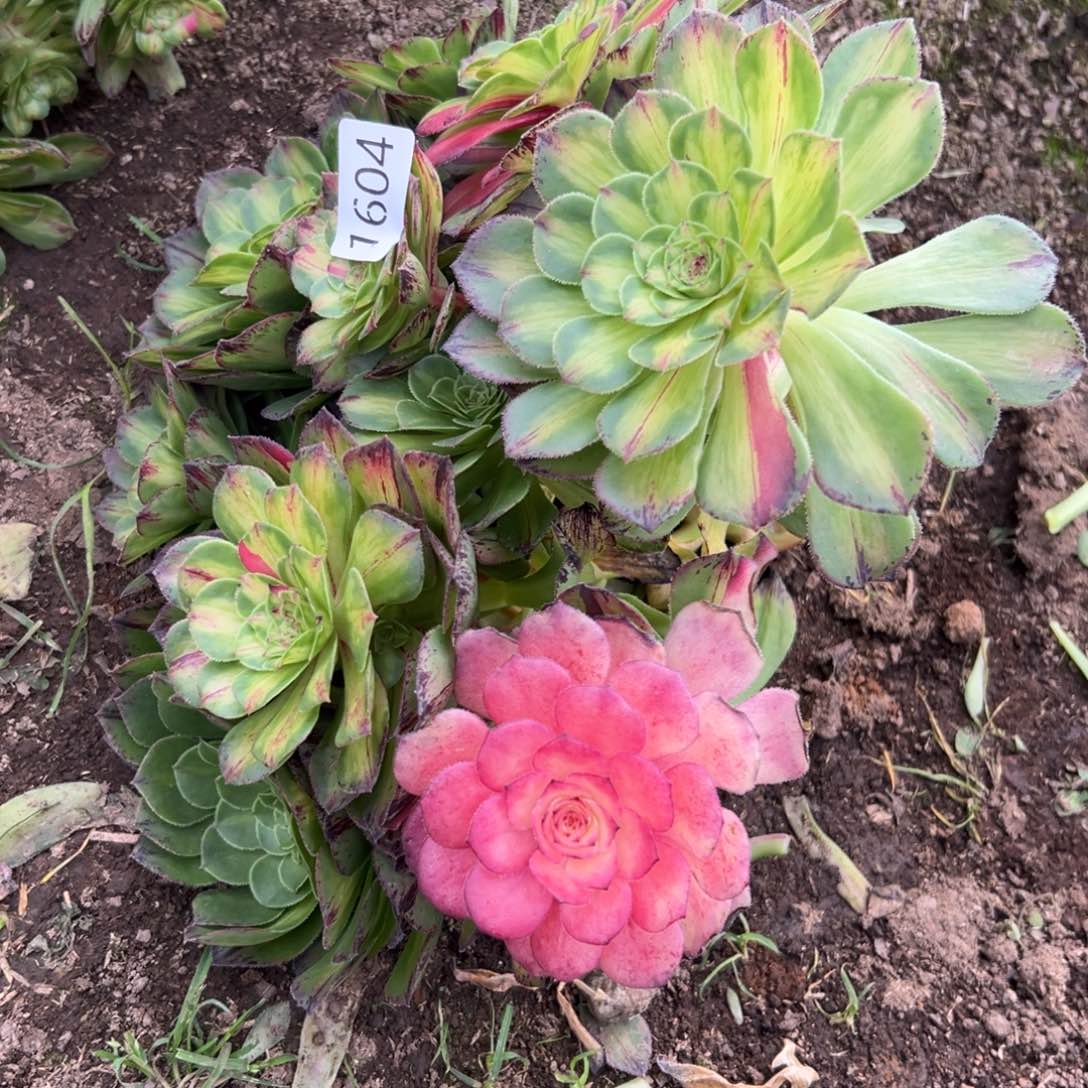 晋*红1604知否多肉多肉多肉