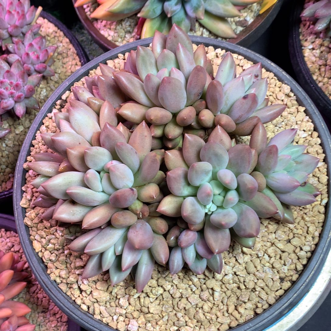 Z****哈哈哈哈哈哈哈哈