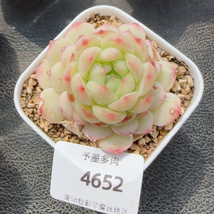 孤品珍妮，4652多肉
