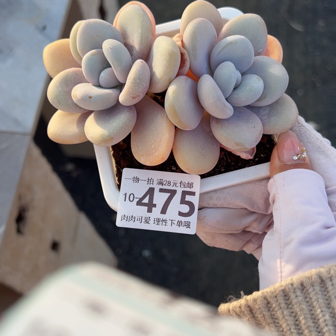 粉兔多肉多肉多肉多肉