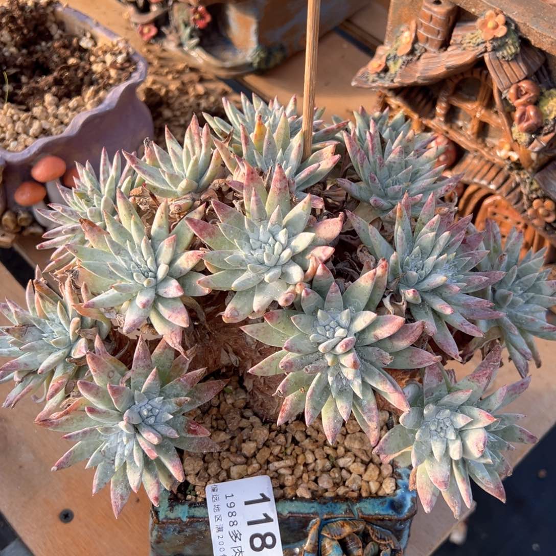 118哈哈哈哈哈哈哈哈哈