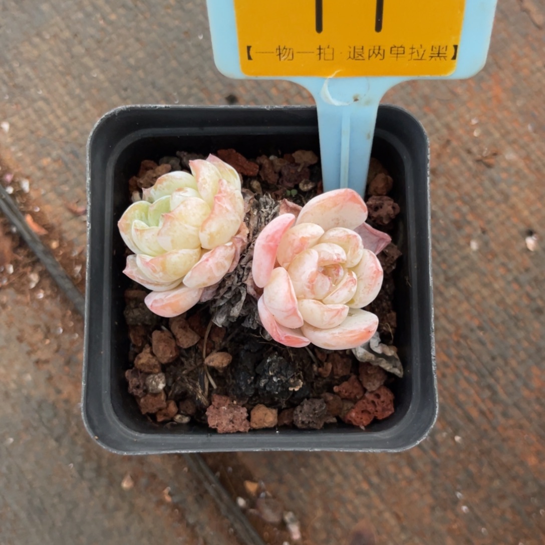 云尘多肉一物一拍11