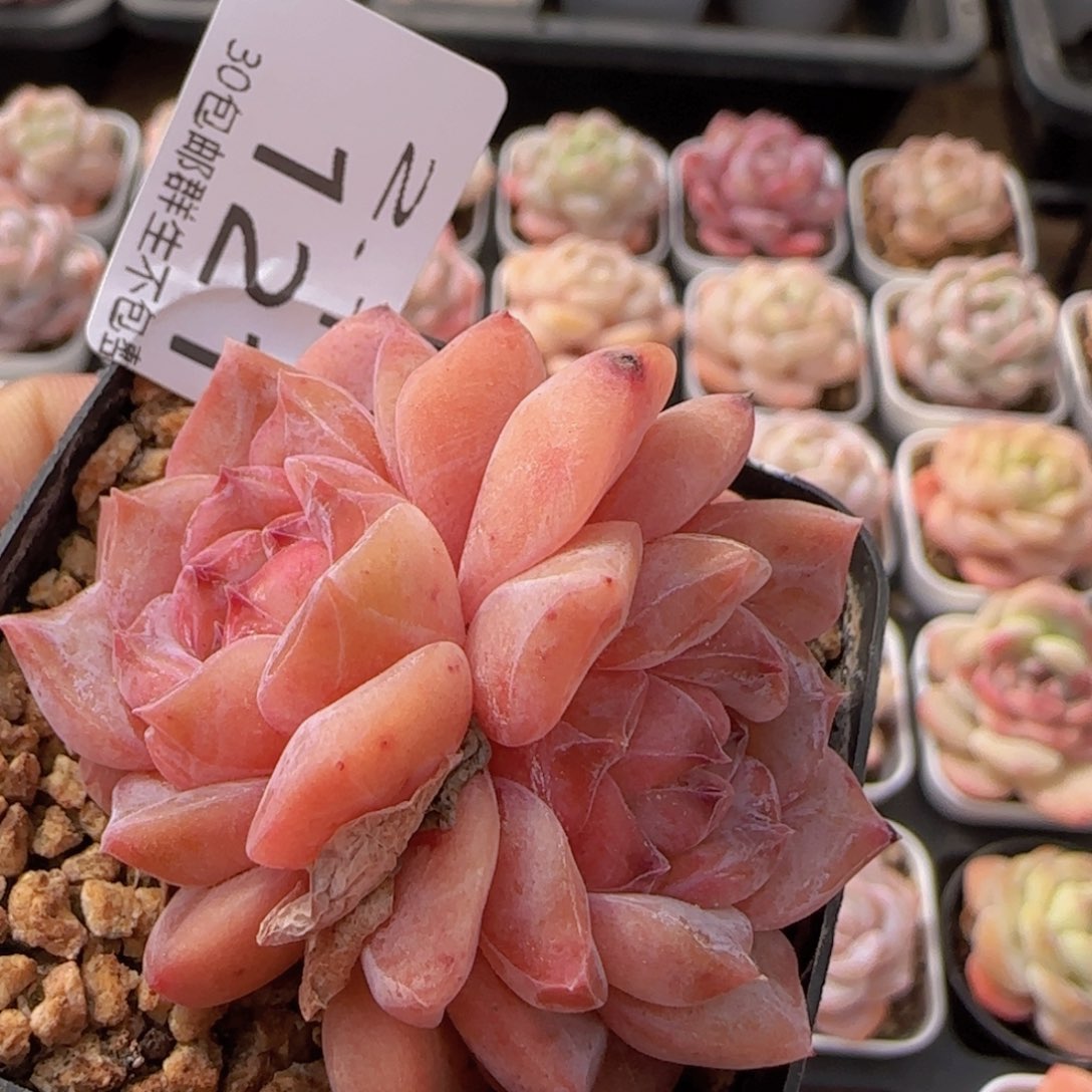 冰糖水晶双头一颗