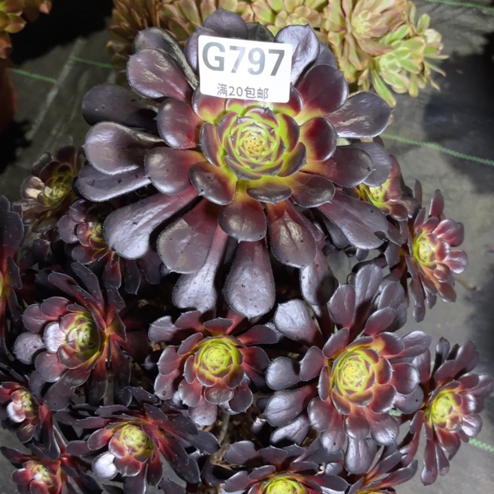 瑞妈多肉1.31.797