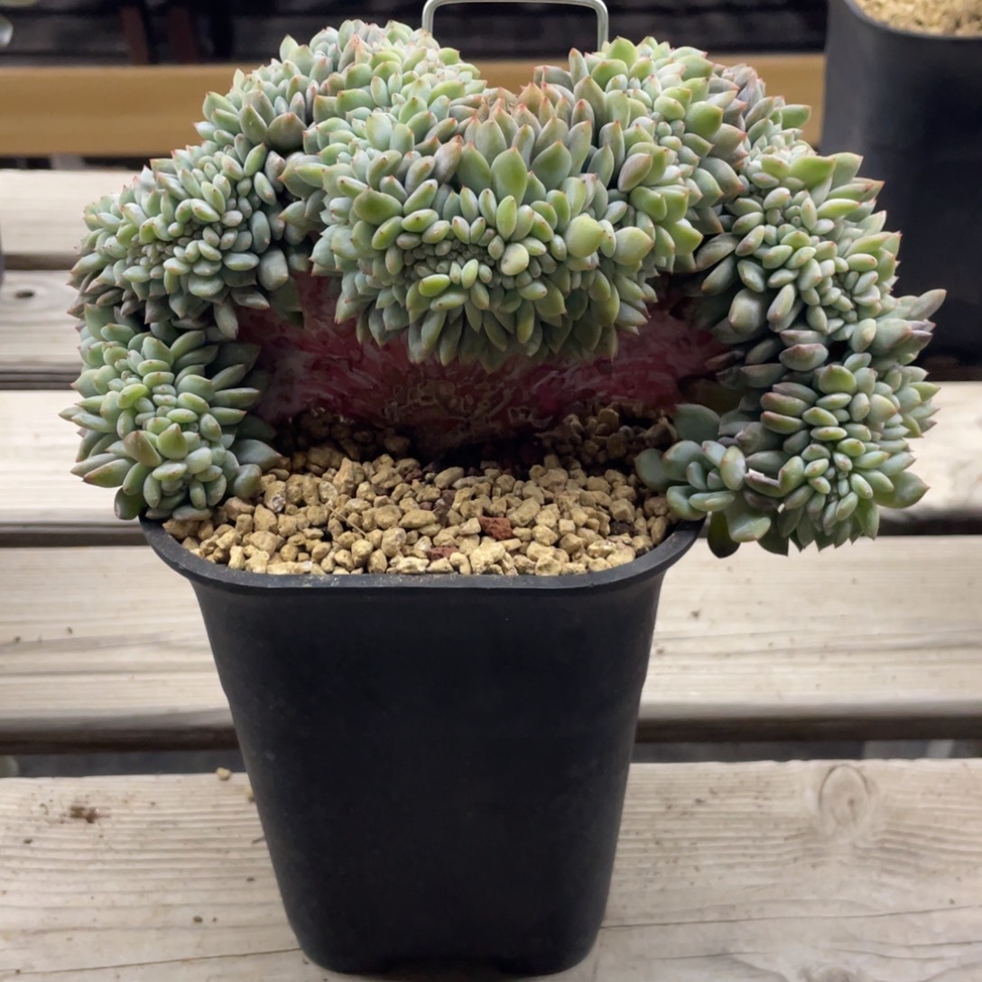 石榴子星影缀化扇形小树