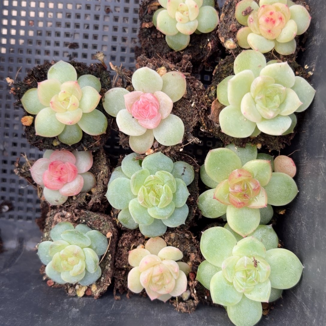 东篱下多肉植物哈哈哈