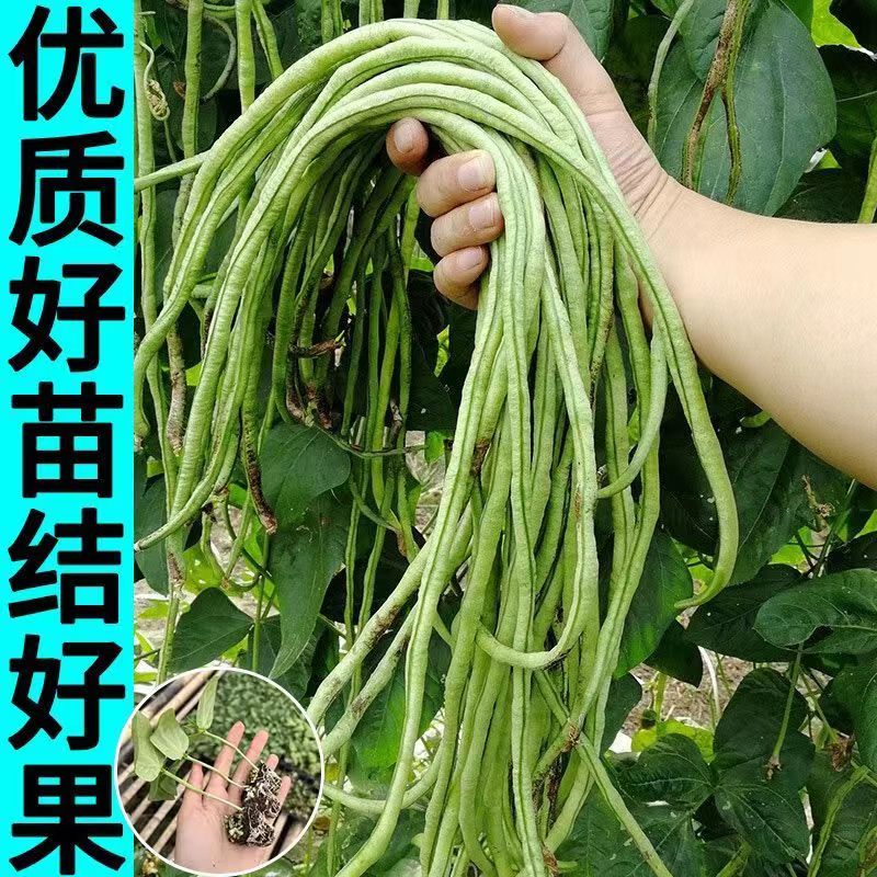 高产特长油白豇子适合春夏季种植的蔬菜苗专业苗场直发盆栽蔬菜